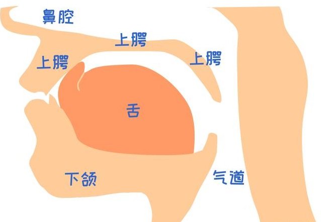 气功修炼中舌顶上腭的位置到底在哪里