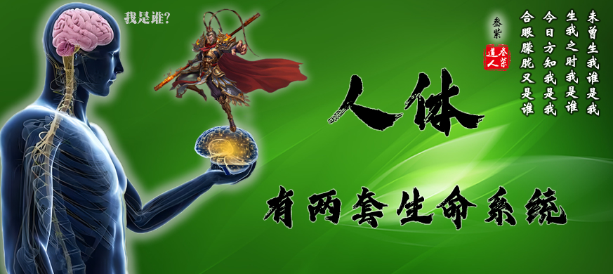 <strong><font color='#FF0000'> 人体有两套生命系统</font></strong>